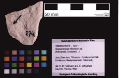 Foto (Objekt + Etiketten) von Glaessneropsis tribulosa n.sp. (NHMW-GEO-1990-0041-0274)